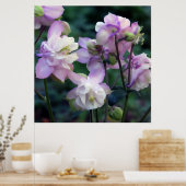 ピンク紫のオダマキ(植物)花 ポスター (キッチン)