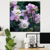 ピンク紫のオダマキ(植物)花 ポスター (ホームオフィス)