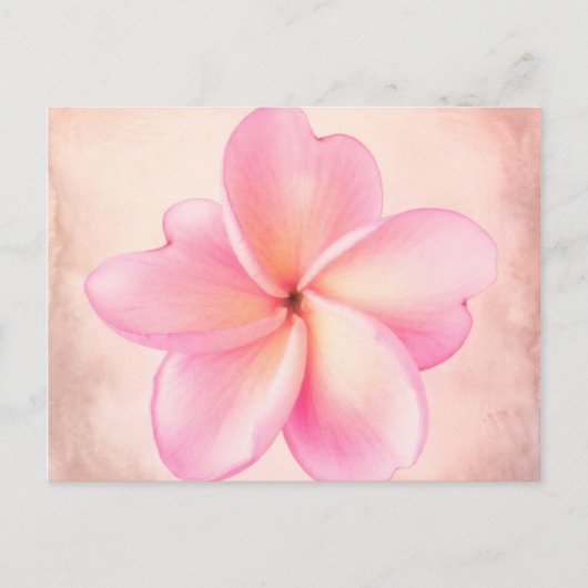 ピンク紫のプルメリア花ピンク背景 ポストカード (正面)