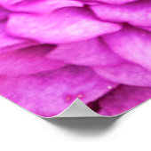 ピンク紫色の花弁バースト写真アート ポスター (角)