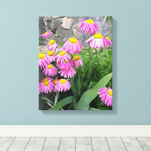 ピンク絵を描デイジー花自然撮影 キャンバスプリント (インサイチュ (ウッドフロア))