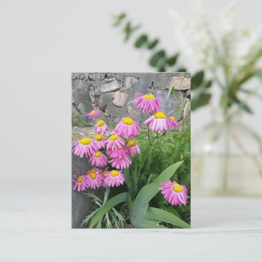 ピンク絵を描デイジー花自然撮影 ポストカード (スタンド正面)