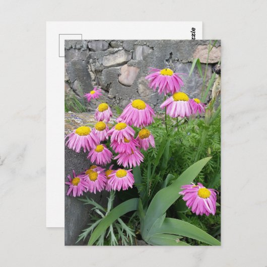 ピンク絵を描デイジー花自然撮影 ポストカード (正面/裏面)