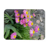 ピンク絵を描デイジー花自然撮影 マグネット (横)