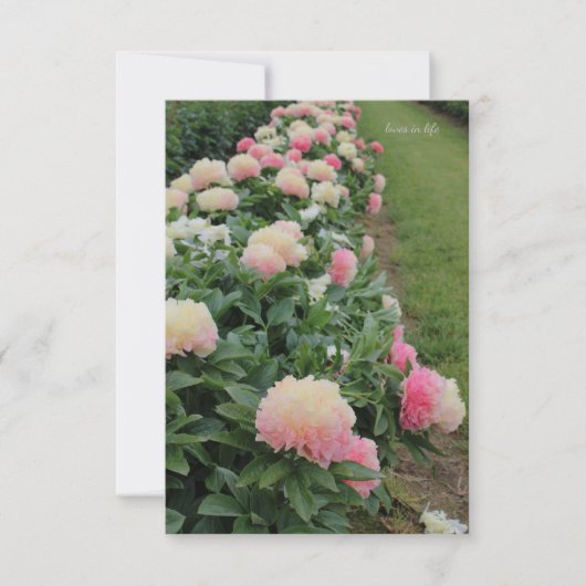 ピンク縁ど牡丹 ノートカード (正面)