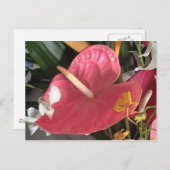 ピンク考え色 ポストカード (正面/裏面)