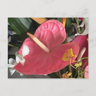 ピンク考え色 ポストカード