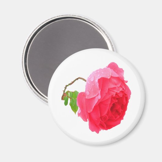 ピンク色と雨素晴らし滴の美しいバラ マグネット (正面/裏面)