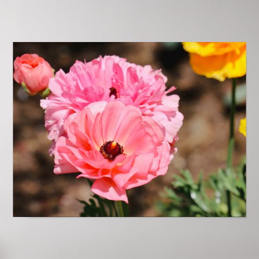 ピンク色にポッピング ポスター (正面)