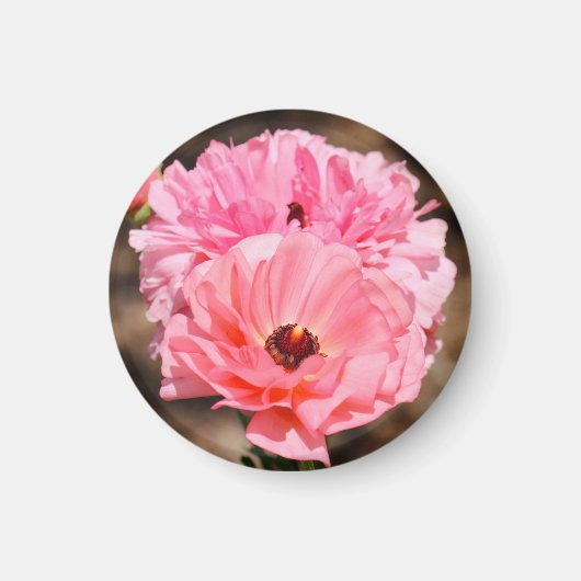 ピンク色にポッピング マグネット (正面)