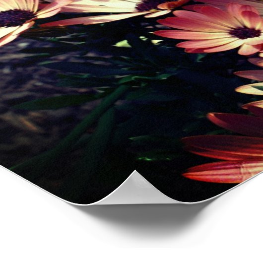 ピンク色のアフリカデイジーの花 ポスター (角)