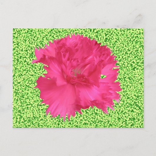 ピンク色のカーネーション葉書 ポストカード (正面)