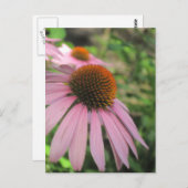 ピンク色のコンフロアーポストカード ポストカード (正面/裏面)