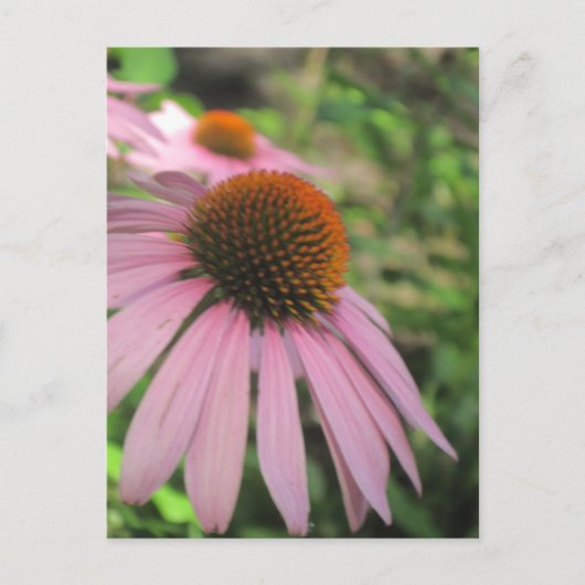 ピンク色のコンフロアーポストカード ポストカード (正面)