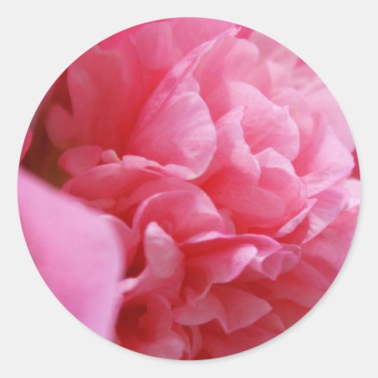 ピンク色のステッカー ラウンドシール (正面)