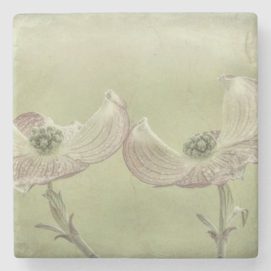 ピンク色のハナミズキの花々のクローズアップ | WA,シーベック ストーンコースター (正面)