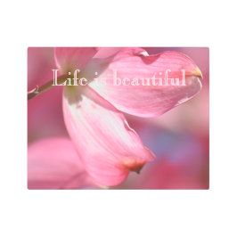 ピンク色のハナミズキの花 メタルプリント