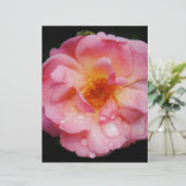 ピンク色のバラと露が黒い背景 (スタンド正面)