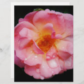 ピンク色のバラと露が黒い背景 (正面/裏面)