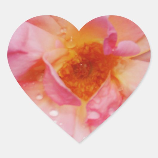 ピンク色のバラと露が黒い背景 ハートシール (正面)