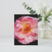 ピンク色のバラと露が黒い背景 ポストカード (スタンド正面)