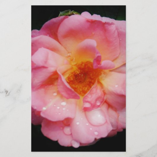 ピンク色のバラと露が黒い背景 便箋 (正面)