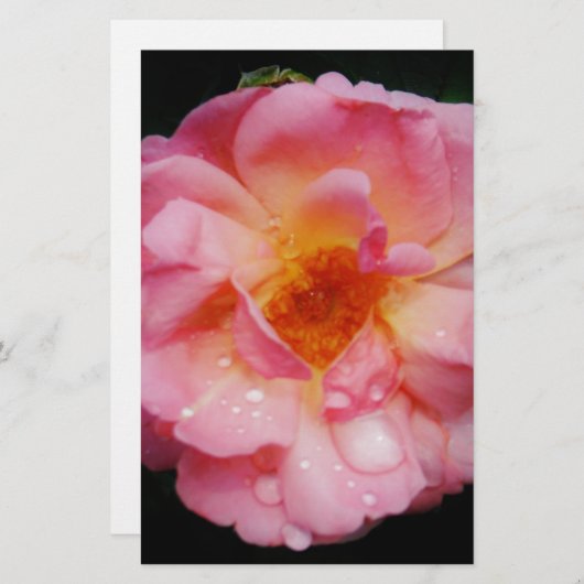 ピンク色のバラと露が黒い背景 便箋 (正面/裏面)