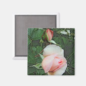 ピンク色のバラの花 マグネット (正面/裏面)