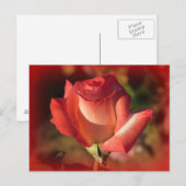 ピンク色のバラの葉書 ポストカード (正面/裏面)