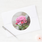 ピンク色のバラ3つの赤い芽 ラウンドシール (封筒)