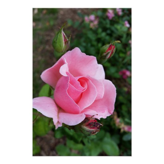 ピンク色のバラ ポスター (正面)