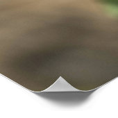 ピンク色のバラ（3つ） ポスター (角)