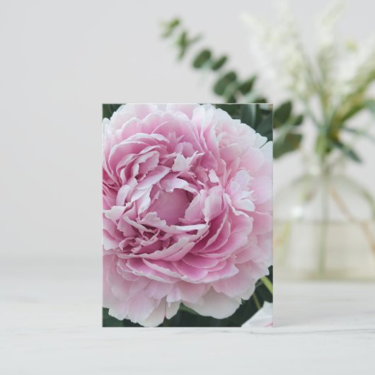 ピンク色のパーキーな牡丹の写真を楽しめる ポストカード (スタンド正面)