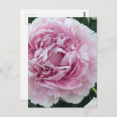 ピンク色のパーキーな牡丹の写真を楽しめる ポストカード (正面/裏面)