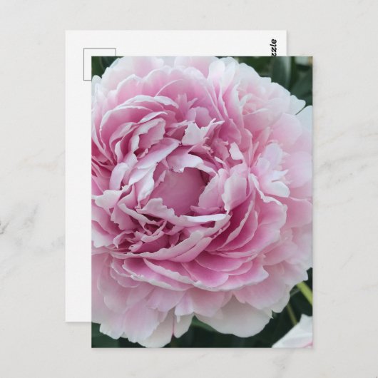 ピンク色のパーキーな牡丹の写真を楽しめる ポストカード (正面/裏面)