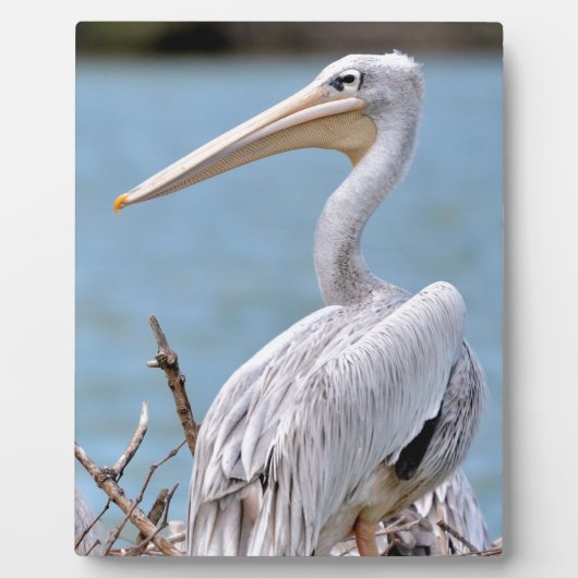 ピンク色のペリカン フォトプラーク (正面)