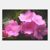 ピンク色のヴィオレットAfricaine Saintpauliaの花 ラッピングペーパーシート (正面)