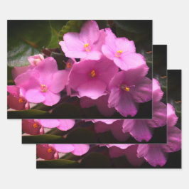 ピンク色のヴィオレットAfricaine Saintpauliaの花 ラッピングペーパーシート