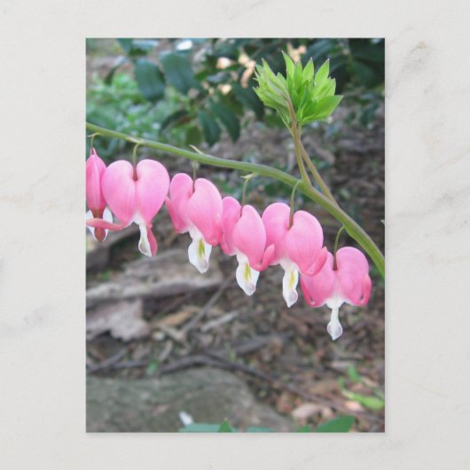 ピンク色の出血ハート葉書 ポストカード (正面)