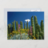 ピンク色の多くの植物、ソノラン砂漠、アリゾナの花 ポストカード (正面/裏面)