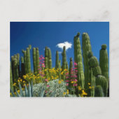 ピンク色の多くの植物、ソノラン砂漠、アリゾナの花 ポストカード (正面)