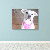 ピンク色の濃い目を持つかわいい幸せな白い犬 キャンバスプリント (インサイチュ (ウッドフロア))