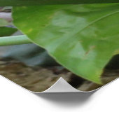 ピンク色の熱帯性のバラ色の鳥のポスター ポスター (角)