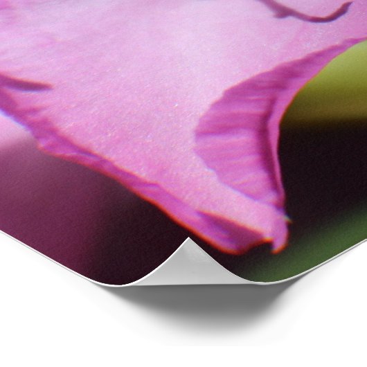 ピンク色の熱帯花 ポスター (角)