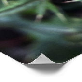 ピンク色の爆発 ポスター (角)