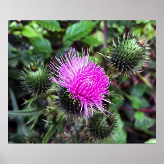 ピンク色の爆発 ポスター (正面)