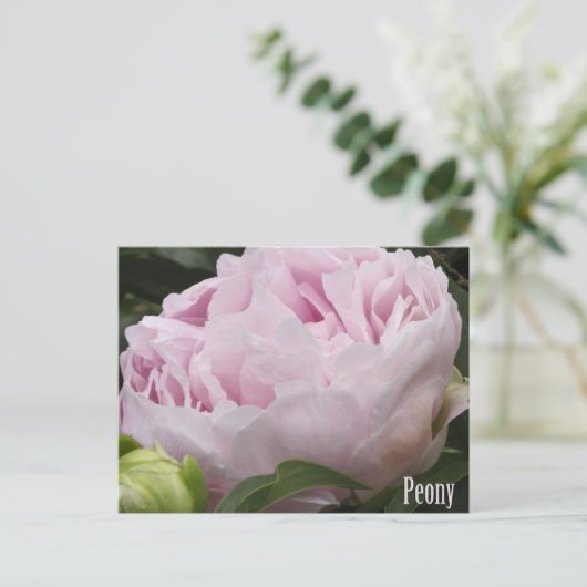 ピンク色の牡丹の写真 ポストカード (スタンド正面)