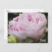 ピンク色の牡丹の写真 ポストカード (正面/裏面)