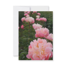 ピンク色の牡丹の美しい列