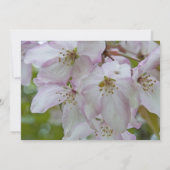 ピンク色の白いカニのリンゴの花キンセアニェラ 招待状 (裏面)